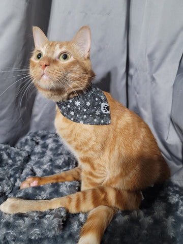 Purrista Bandana