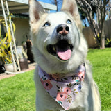 Wings of Delight Bandana