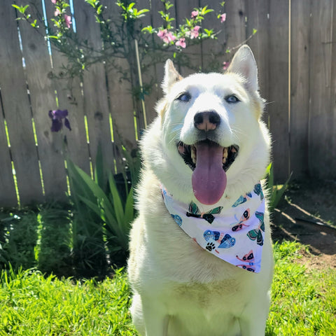 Wings of Delight Bandana