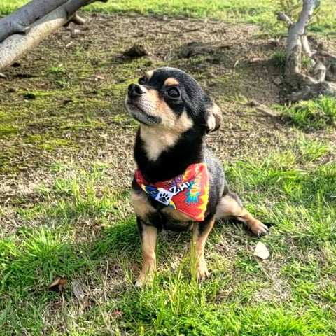 Retro Action Bandana