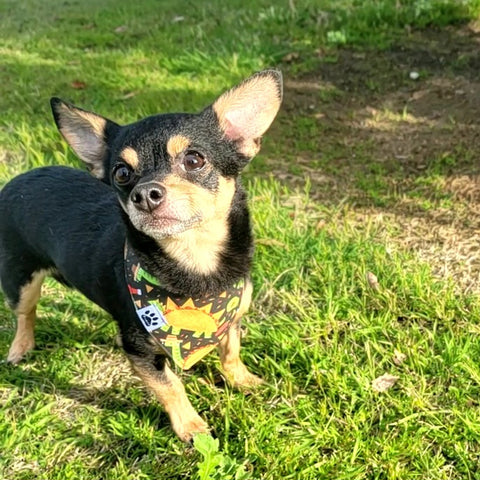 Taco ‘bout my Dino Bandana