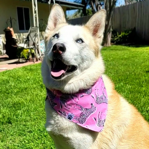 Stay Wild Bandana