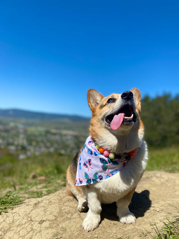 Wings of Delight Bandana