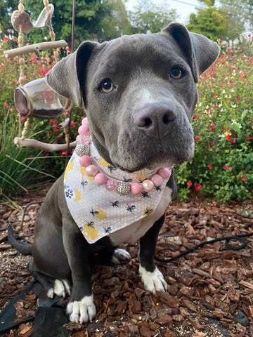 Buzzy Bee Bandana