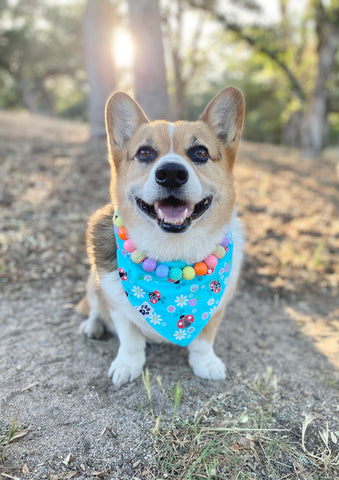 Little Bugaboos Bandana