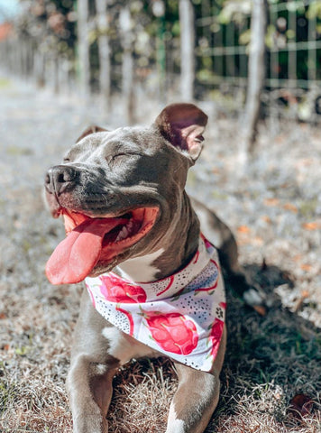 Dragon Fruit Bandana