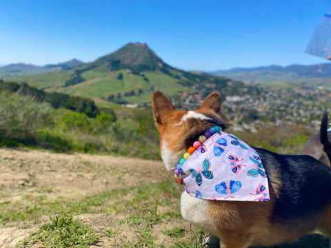 Wings of Delight Bandana